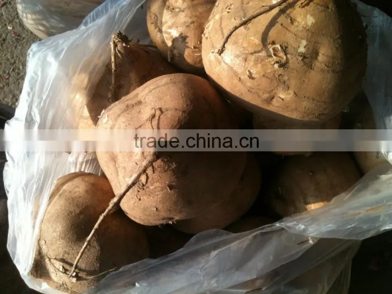 vietnam fresh taro with best price and good quality