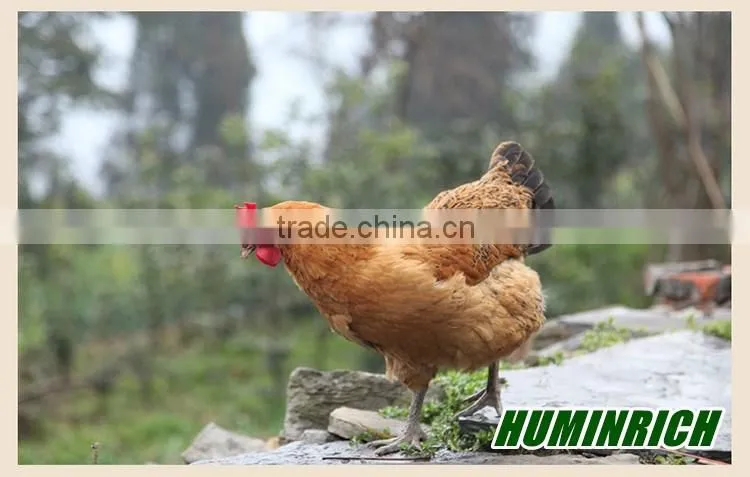 FAQ 21--Huminrich Sodium Humate Role As Feed Additive For Chicken