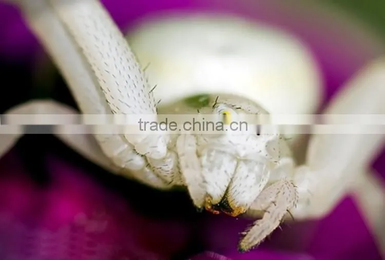 Animatronic insects, fiberglass insects, simulation insects
