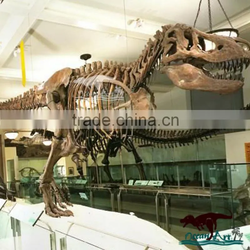 Indoor exhibition life size artificial dinosaur skeleton