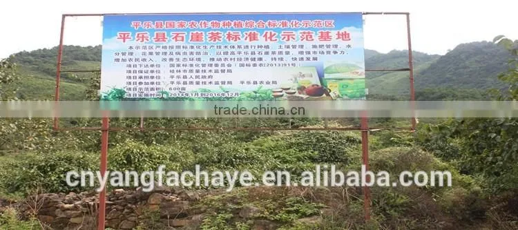 China supplier top grade black tea and herbal teabag looking for distributors in India