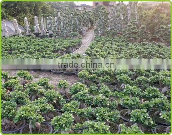 S shaped ficus ginseng microcarpa bonsai tree banyan ficus indoor ornamental decorative plants nursery