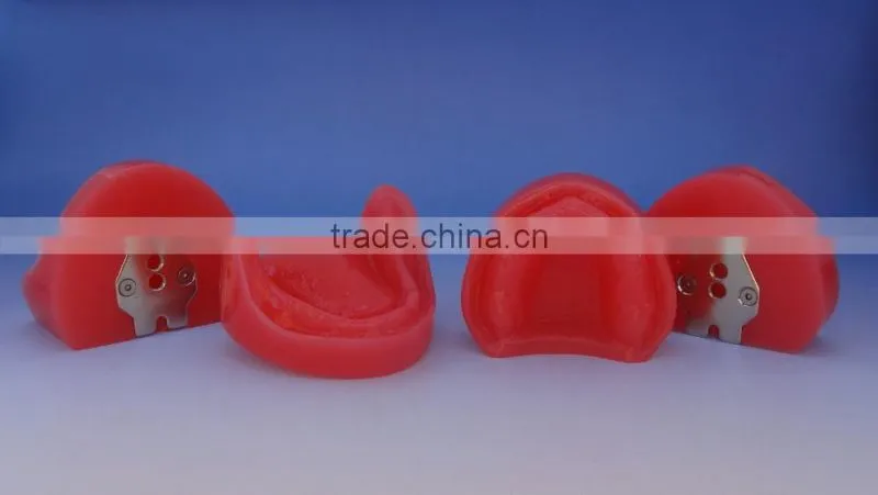 Dental functional edentulous jaws model DEA-30