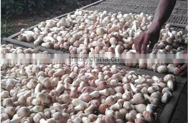 Organic Dried Agaricus Blazei, Best Quality Agaricus Blazei