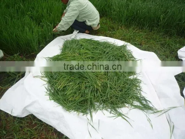 2015 Energy drink powder organic barley grass powder