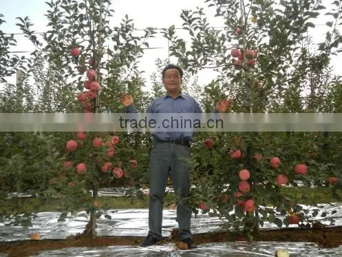 high quality apple seedling