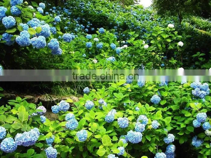 The shrub plant Hydrangea macrophylla seedling
