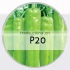 SQ03 Cuili excellent disease resistant f1 hybrid seeds of squash seeds