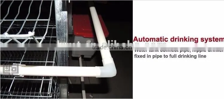 H type 56 chickens broiler chicken cage sale for Tanzania