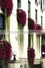SOL 2015 new design window box raised garden be3d box planter