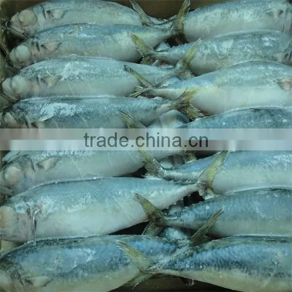 frozen best sea skins fish