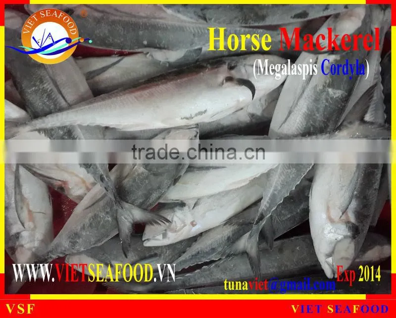 FROZEN W/R HORSE MACKEREL