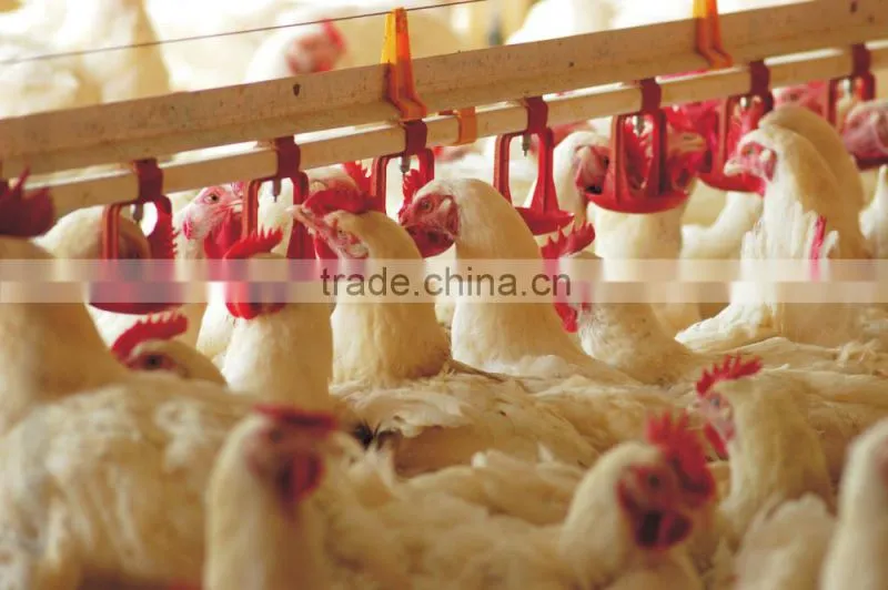 Ozonator For Poultry