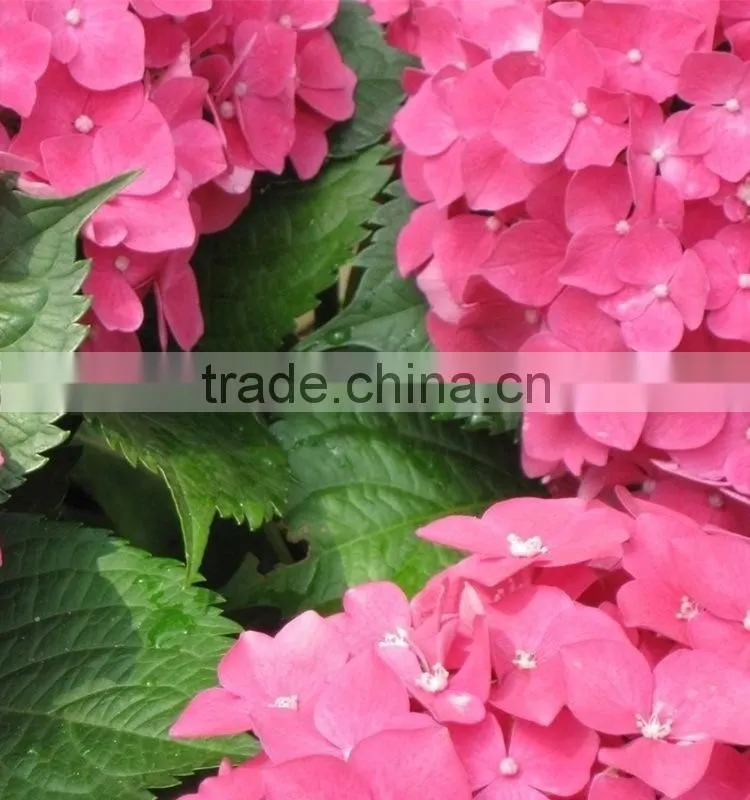 Super quality hot sell classical orange brown hydrangea