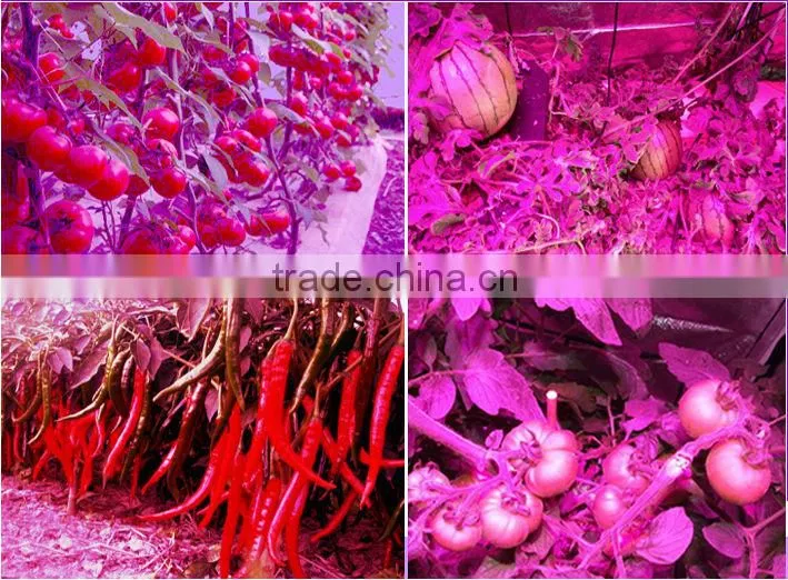 10w cob led grow light full spectrum hps lighting IP67 Waterproof