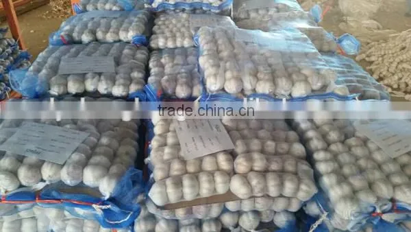 Red garlic with lowest price 2016