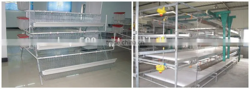 Ladder Type Automatic pullet Chicken Brooding Cage For Sales For Nigeria Farm