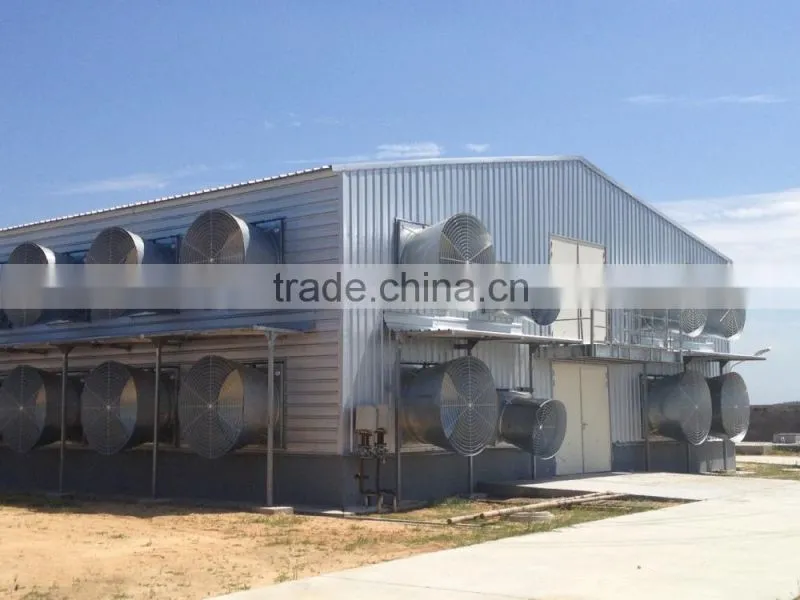 Industry professional chicken shed for egg hens layer