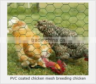 chicken wire mesh - fencing chicken and rabbit