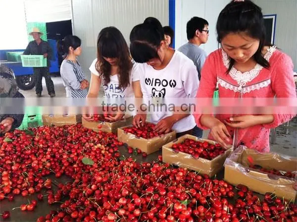 china paper bagged fresh cherries
