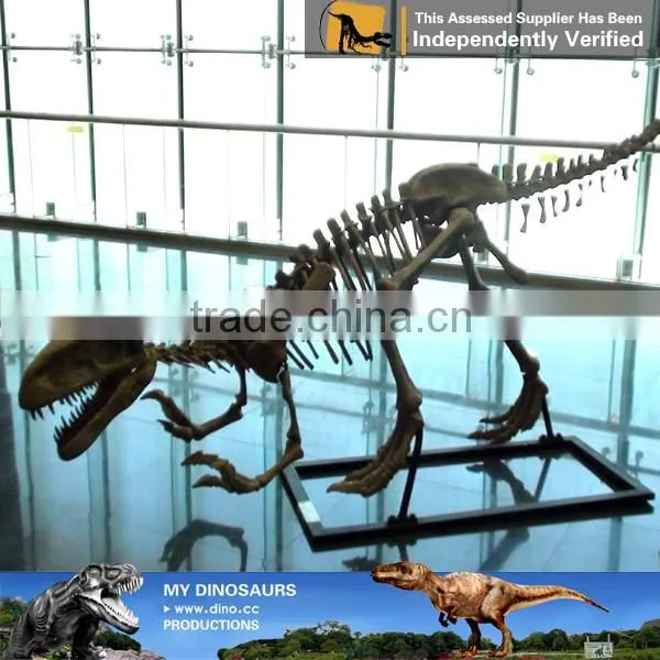 MY Dino-C075 Small fake skeletons for home decoration