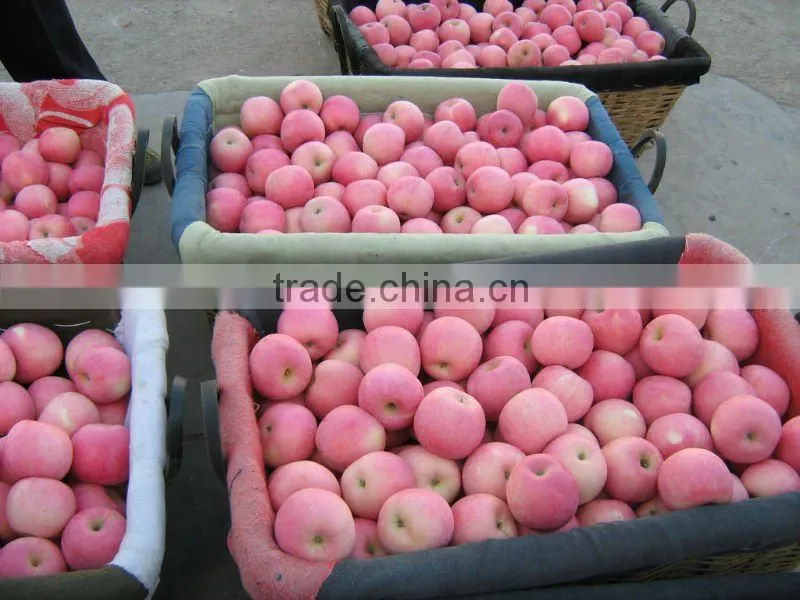 red fuji apple