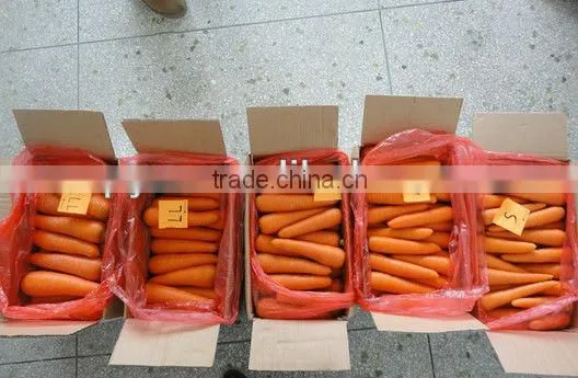Chinese Fresh Carrot