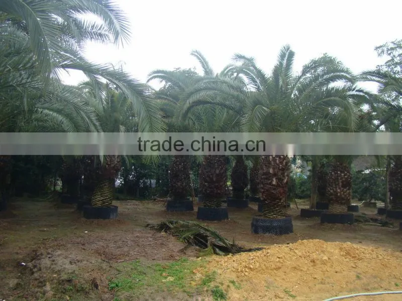 wholesale outdoor ornamental decrotive landscaping Phoenix canariensis palm trees plants