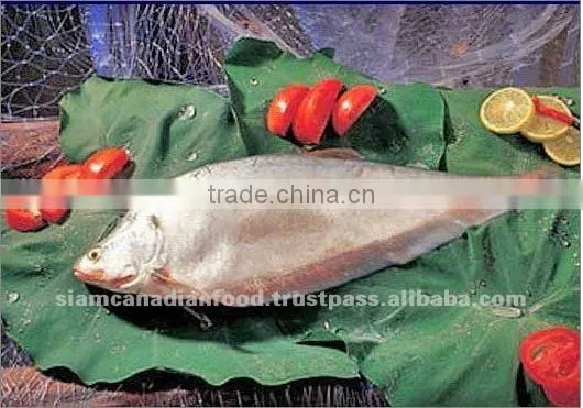 High Quality Whole Fresh Water Fish
