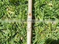 multifunction garden tool set/grafting machine with three blades