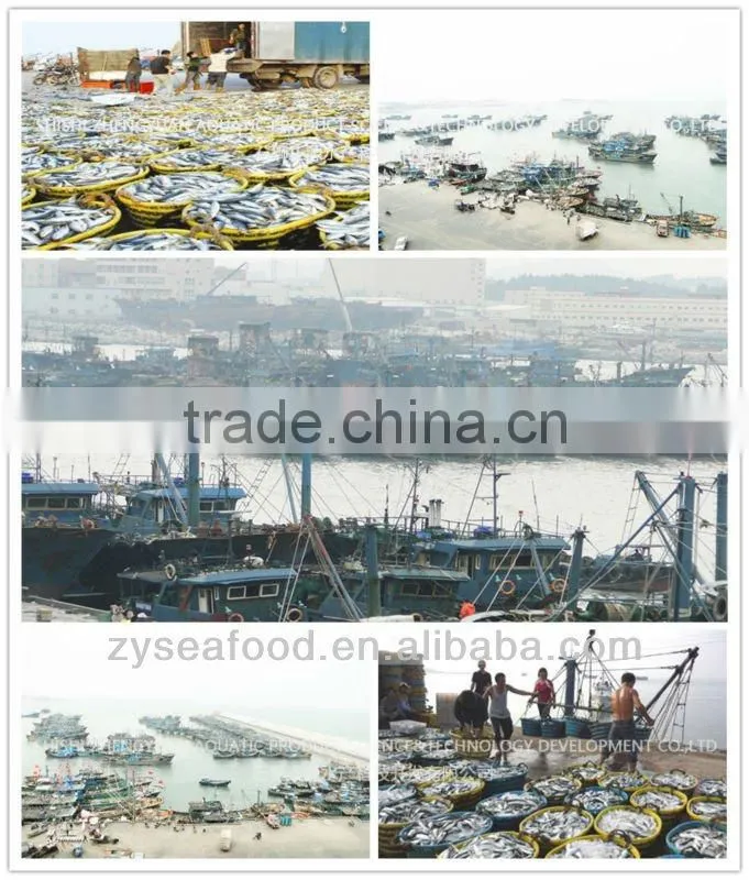 Zhengyuan Seafood Sea Frozen Skipjack Tuna