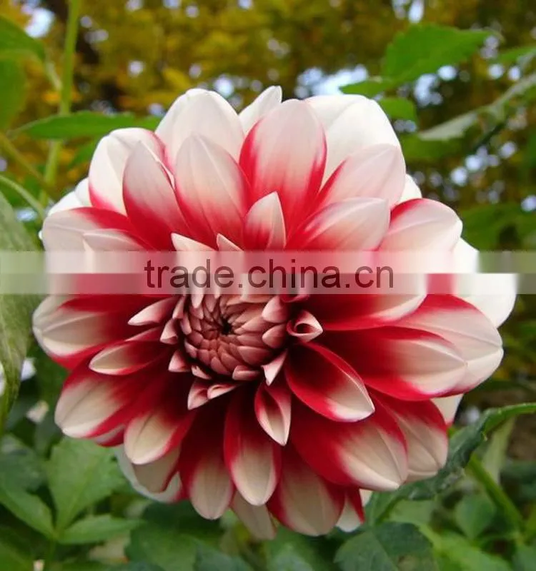 Gift best selling long stem dahlia
