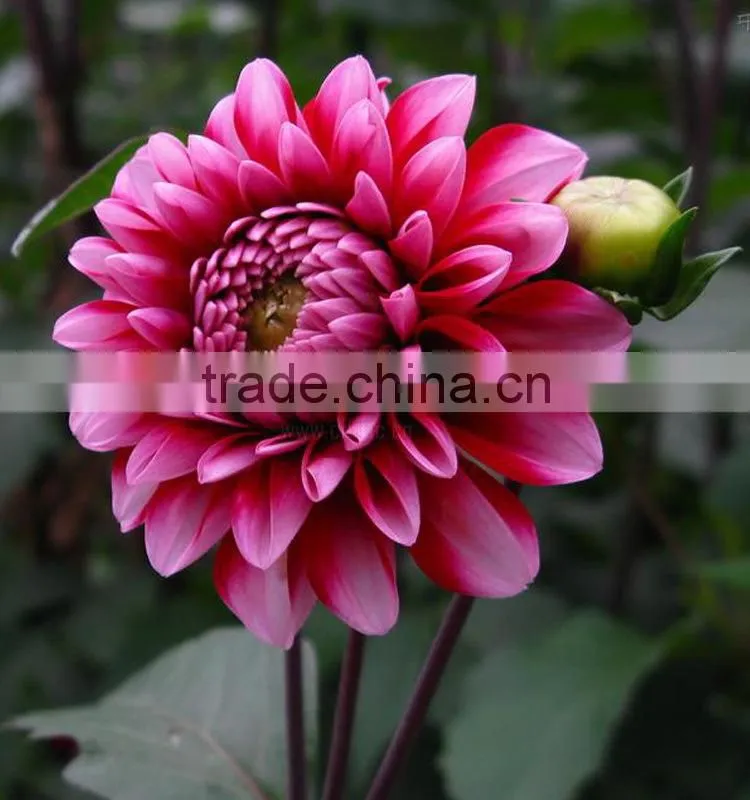 Cut Fresh latest dahlia plants