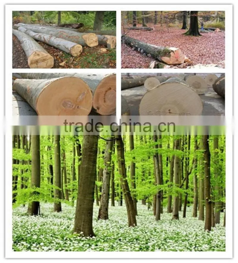 FSC beech logs