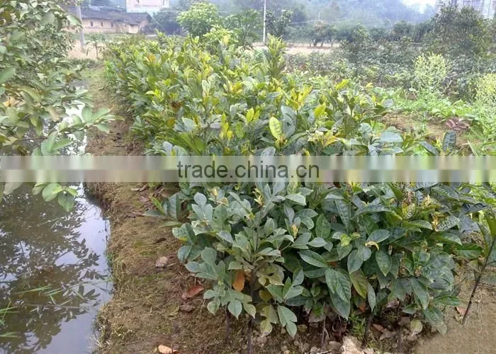 jackfruit trees