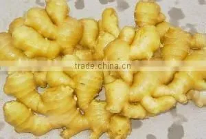 New 2016 Fresh Ginger for Overseas from Shandong