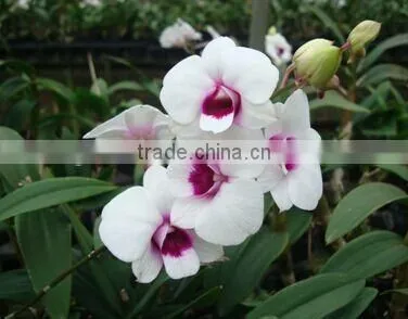dendrobium blooming orchids dendrobium flower