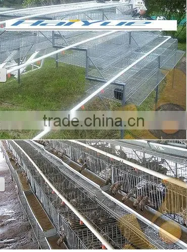 quail cage with automatic drinking system