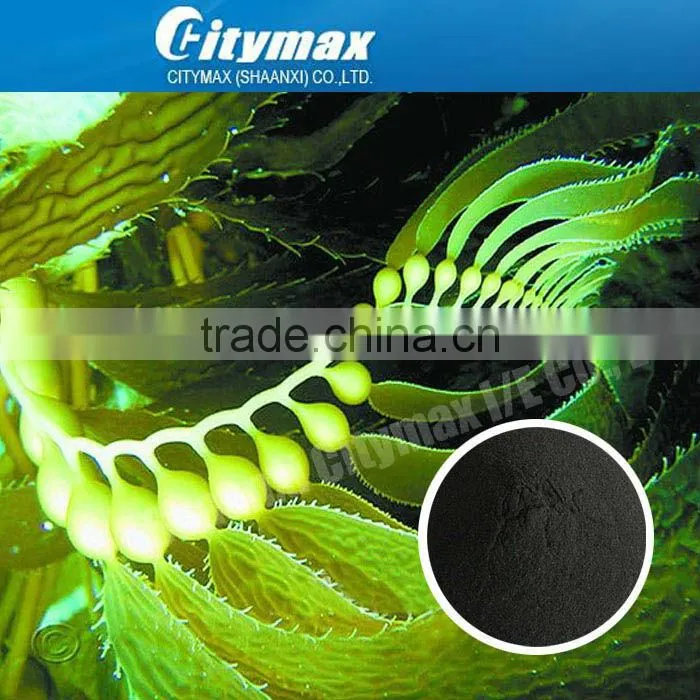 Fucoxanthin Seaweed Extract