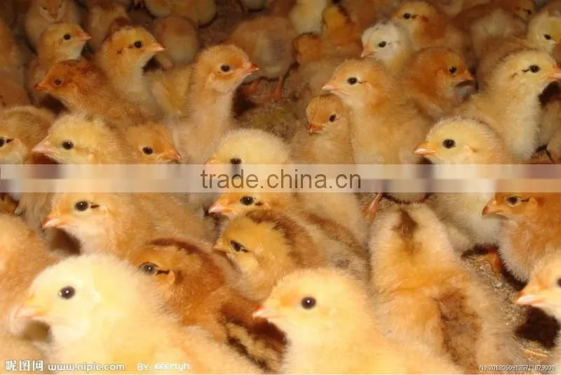 best price large egg incubator 2112 eggs hatcher for sale