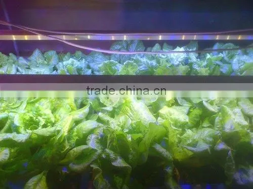 Strongest Penetration LED Grow Light