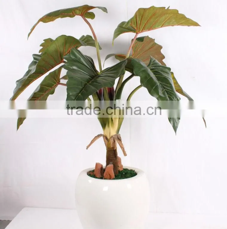 jade tree