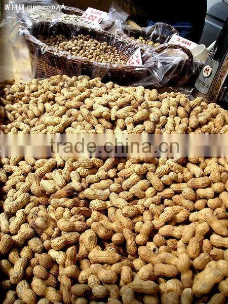 Chinese Raw Peanut inshell Washed