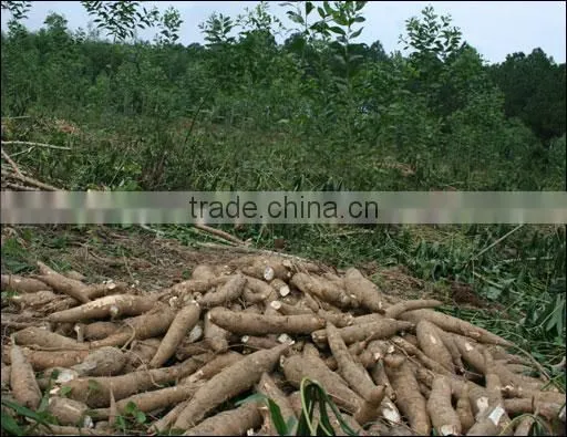 Tapioca Dry Chip Cheap