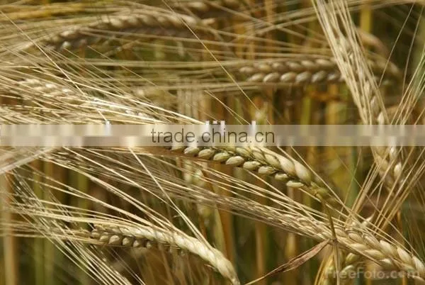 Whole grain barley