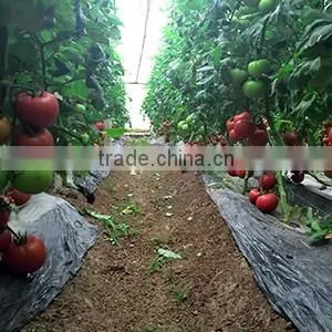 2016 Hybrid High yield disease-resistant Tomato seeds for growing- Tian Bao 338