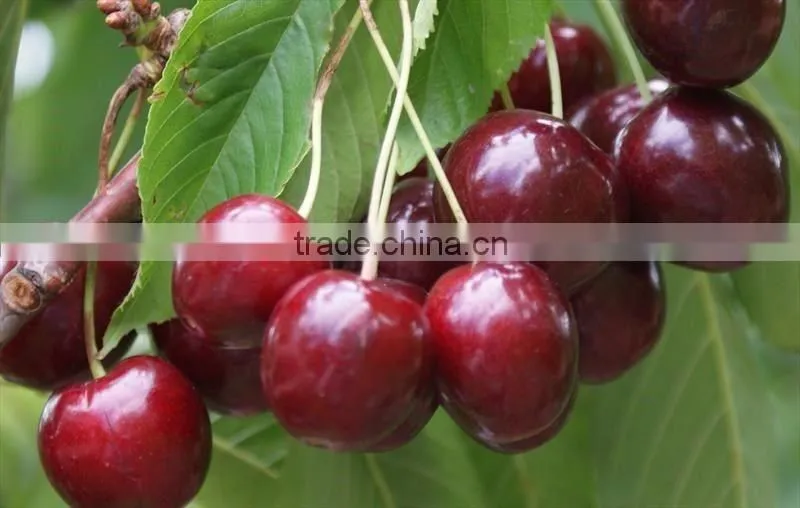sweet fresh Cherry seedling
