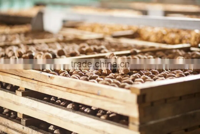 nut dehydrator