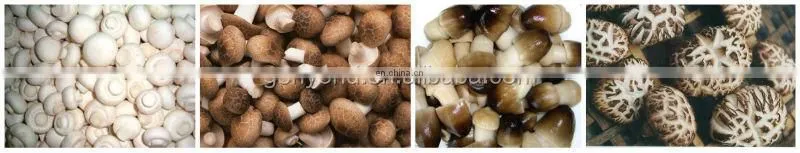 canned mushroom production line