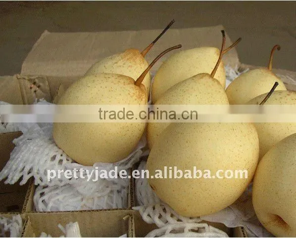Chinese Fresh Ya Pear